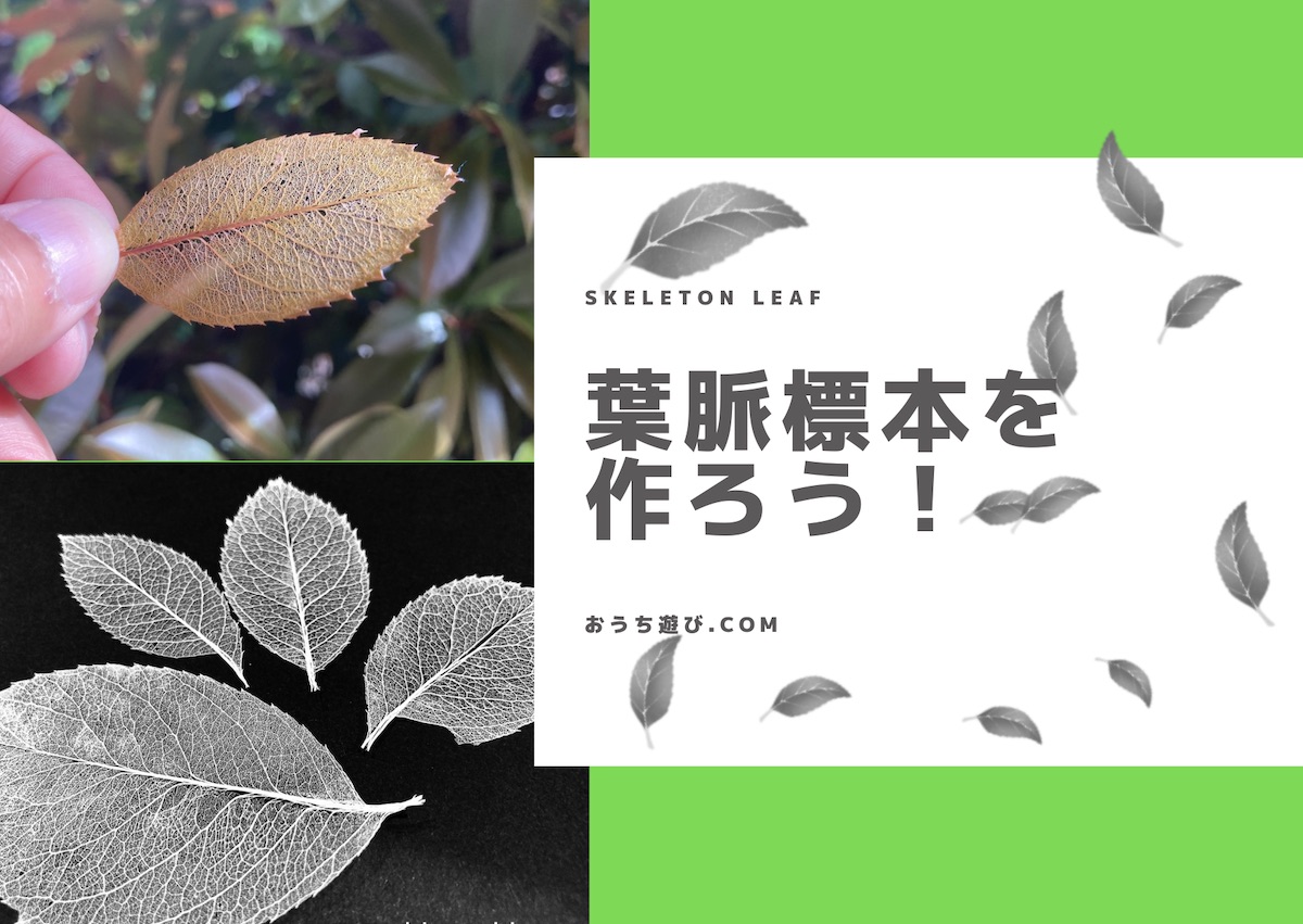 キッチンにあるもので葉脈標本を作ろう！｜おうち遊び.com